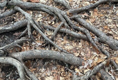 A photo of the roots of a tree intertwined. Photo Courtesy of the artist.