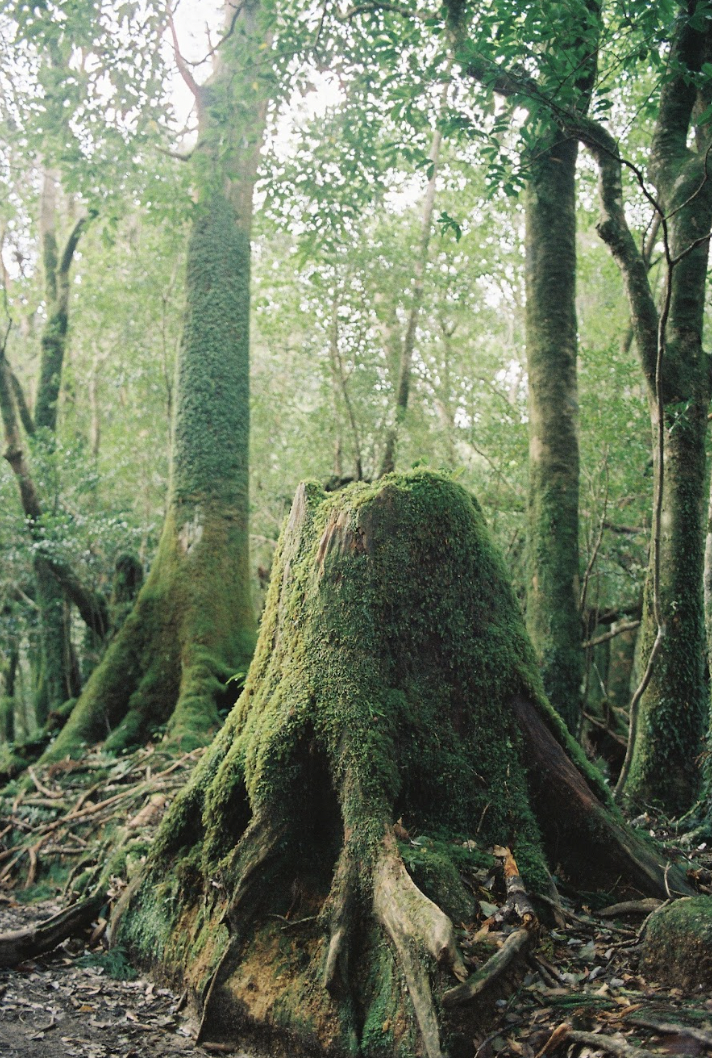 A peaceful image of a moss-covered, huge tree stump sitting in a sunlit forest. Photo by kyoko takenaka.